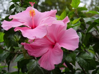 Medium close up of blooming pink hibiscus flowers with bokeh in the background