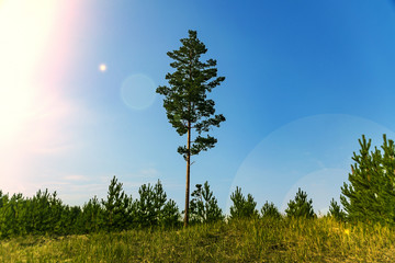 one tall tree, a pine against the sky, the glare of the sun
