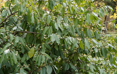 Euonymus europaeus 'Albus' - Fusain d'Europe ou Bonnet d'évêque, un petit arbuste au feuillage vert-bleuté, aux capsules pendantes avac lobes blanc verdâtre ouvert avec des arilles orange en automne