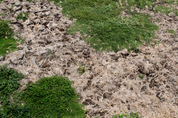 wild plants in a dry and cracked field