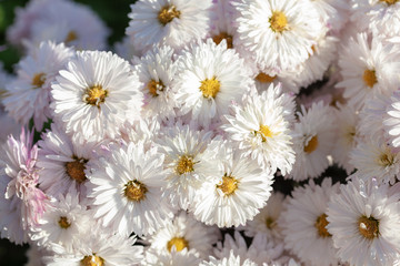 Beautiful chrysanthemum as background picture. Chrysanthemum wallpaper, chrysanthemums in autumn.