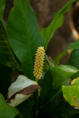 Spathiphyllum cochlearispathum,  Peace Lily.