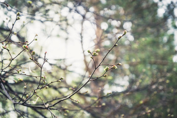 Linden (Tilia) branches with new leaves in the garden. Selective focus.
