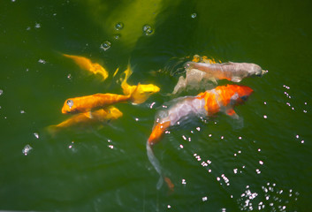 Goldfish swim under the water.