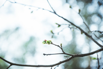 Linden (Tilia) branches with new leaves in the garden. Selective focus.