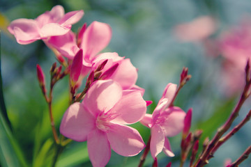 Pink flowers. Grow in Thailand. Macro.