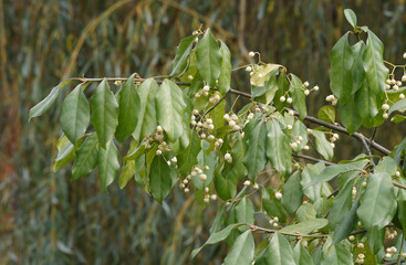 Euonymus europaeus 'Albus' ou Fusain d'Europe à capsules lobées blanc sur tiges retombantes en automne