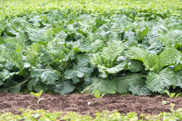 Kale cabbage. Winter cabbage also known as italian kale or lacinato growth in row. Ogranic cabbage mediterranean garden. Ingredient in italian and turkish cuisine. Kale growing in outdoor garden.