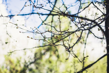 Linden (Tilia) branches with new leaves in the garden. Selective focus.