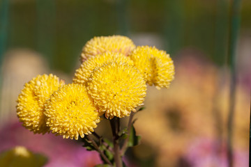 Beautiful chrysanthemum as background picture. Chrysanthemum wallpaper, chrysanthemums in autumn.