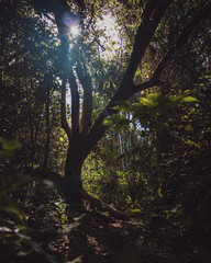 Obraz premium morning in the jungle