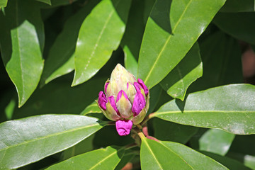 Rhododendron in bud