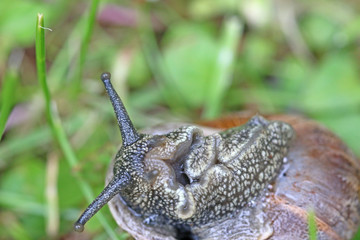 Close up of a garden snail	