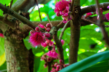Beautiful lovely pink syzygium malaccense flower on it branch