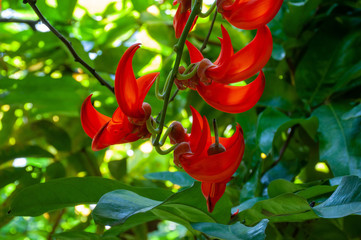 Beautiful new guinea creeper or Red Lade Vine