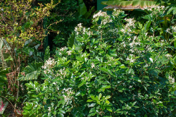 White inflorescences have light and dark green leaves