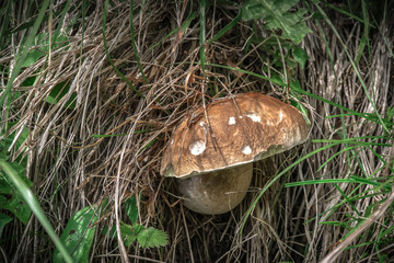 Boletus edulis in the nature