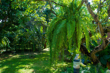 Beautiful green leaves of fern in nature graden
