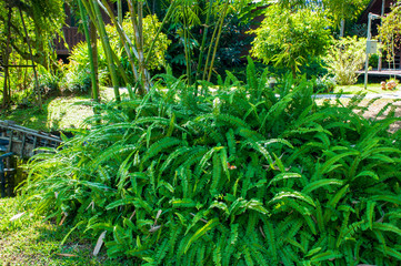 Beautyful ferns leaves green foliage natural floral fern background