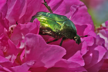 Cétoine dorée