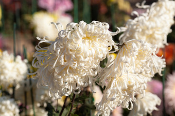 Beautiful chrysanthemum as background picture. Chrysanthemum wallpaper, chrysanthemums in autumn.