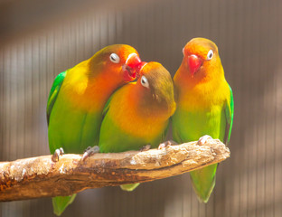 Fototapeta na wymiar Lovebirds parrots in the zoo