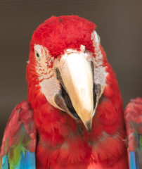 Portrait of a large parrot in a cage