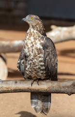 Portrait of an eagle in the park