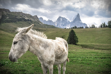 Obraz premium horse in the mountains