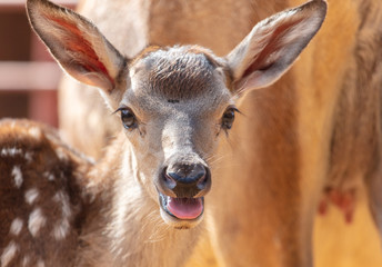 Portrait of a deer in the park