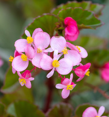 Fototapeta na wymiar Beautiful pink flower in the garden