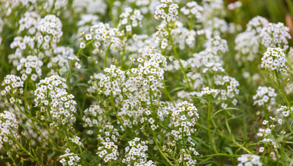 Fototapeta premium Beautiful white flower in the garden