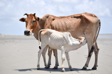 Cute Baby Calf Drinking Mothers Milk . Indian Cow Feeding Milk to her Calf. Close up. Agriculture field with clear sky background in summer. Rural India landscape scenery.  South Asia Pac.