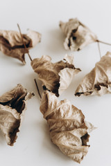 dry leaves autumn symbol isolated empty place