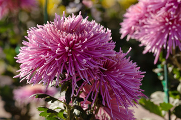 Beautiful chrysanthemum as background picture. Chrysanthemum wallpaper, chrysanthemums in autumn.