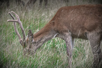 deer in the forest