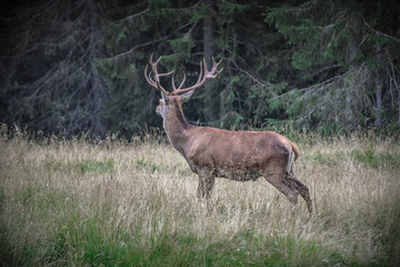 Deers in the forest