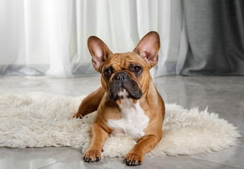 Cute French bulldog lying on a fur rug