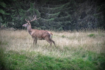 Deers in the forest