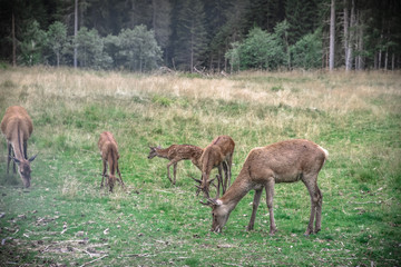 Deers in the forest