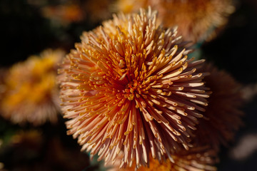 Beautiful chrysanthemum as background picture. Chrysanthemum wallpaper, chrysanthemums in autumn.