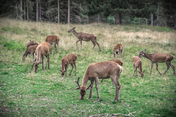 Naklejka na ściany i meble Deers in the forest