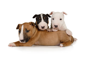 Three brother Miniature Bull Terrier puppies of different colors - obrazy, fototapety, plakaty