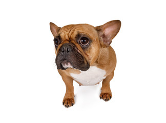 Portrait of French bulldog