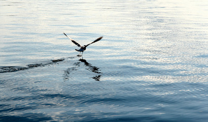 Seagull flying over Lake Vattern, Sweden