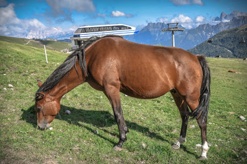 Obraz premium horse in the field