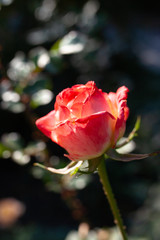 Obraz premium Beautiful rose as background picture. Chrysanthemum wallpaper, chrysanthemums in autumn.