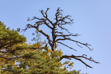 Standing Dead Tree