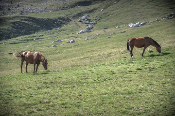horses grazing in a meadow