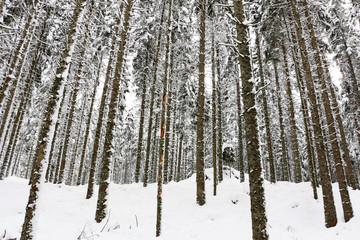 Fototapeta premium Forest in winter